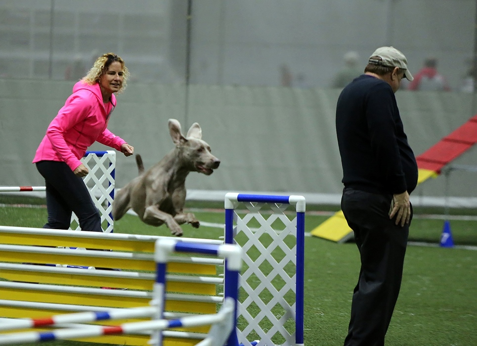Pretzel lands on the judge! Notice how he is bracing himself.